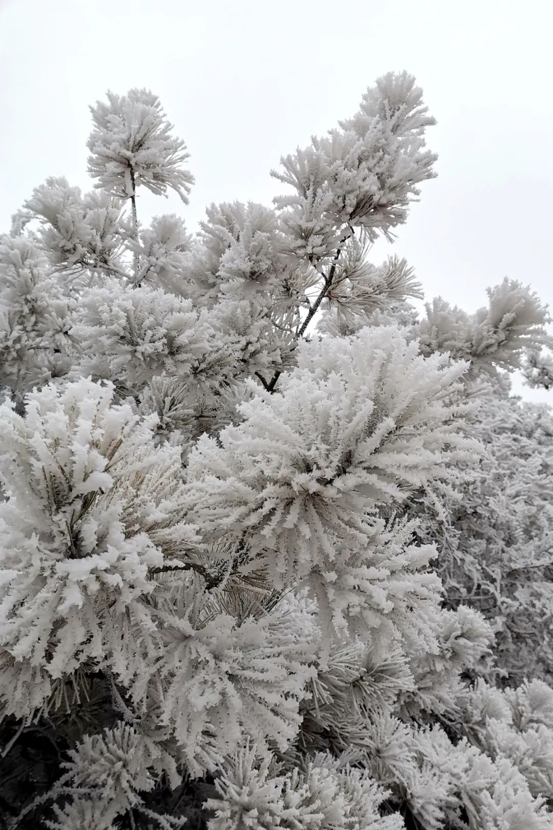 8(雪压青松挺且直).jpg 4C164
