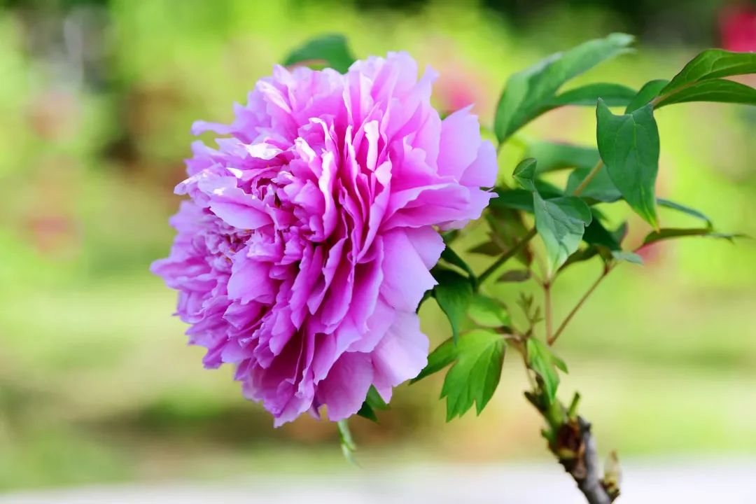 5(清廉花开在长医).jpg 13A9A